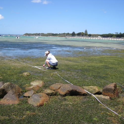 baseline monitoring existing marine environment ecologic