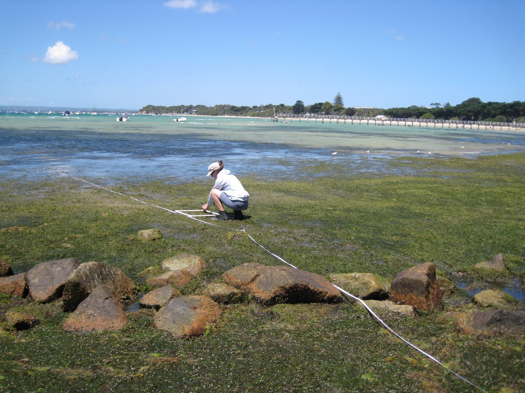 baseline monitoring existing marine environment ecologic